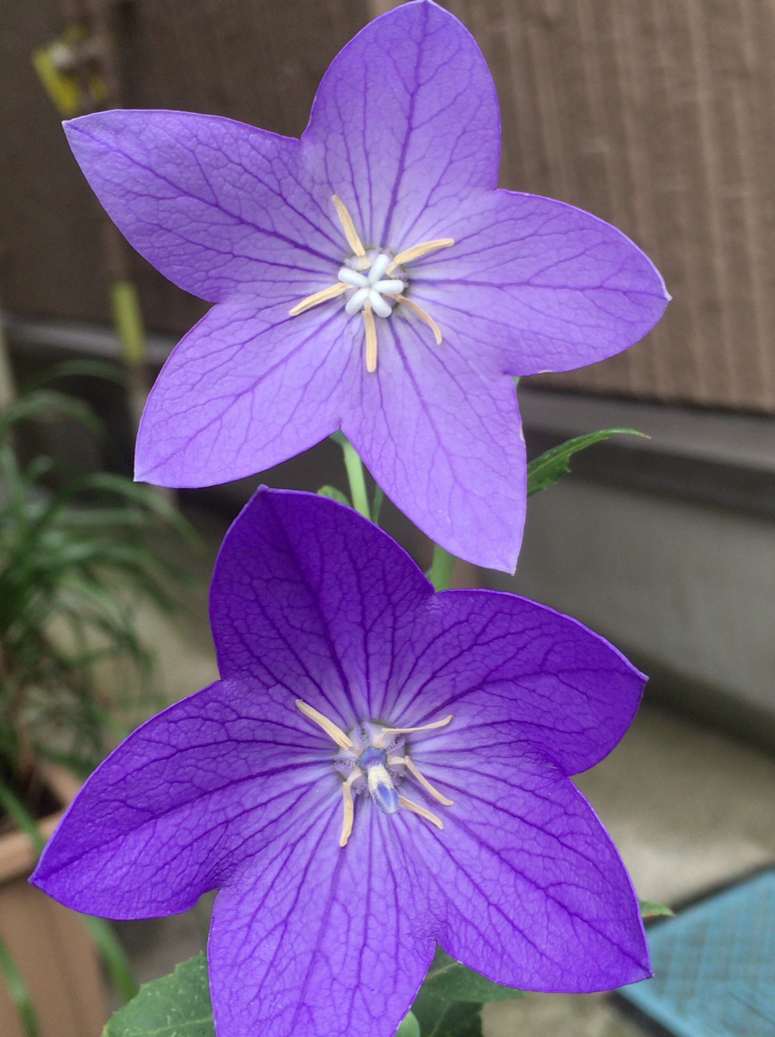 花言葉永遠の愛 Twitter Search Twitter