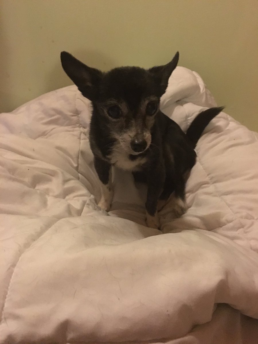 KiMeBiCandles's tweet photo. I lost my best friend. 16 yrs with her wasn't enough. I'll always miss and love you, Meiko. #devastated #missyou https://t.co/OZUTaUXGEl