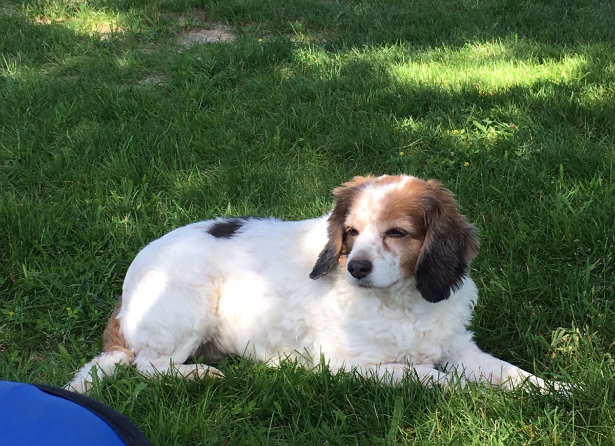 Writing_Abigail's tweet photo. Today I saw someone post a photo of their dog w/ #dogsoftwitter, but I read it as #dogsofwriters. I like #dogsofwriters better. Meet Morgan. https://t.co/mvGqgWsIFo