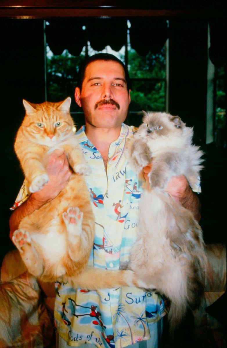 savemecj's tweet photo. The ONLY way you're gonna be cool as Freddie Mercury with his cats cool is by hitting the Windbreak in Fargo tonight! #restinpeacefreddie https://t.co/TyKugiAZm9