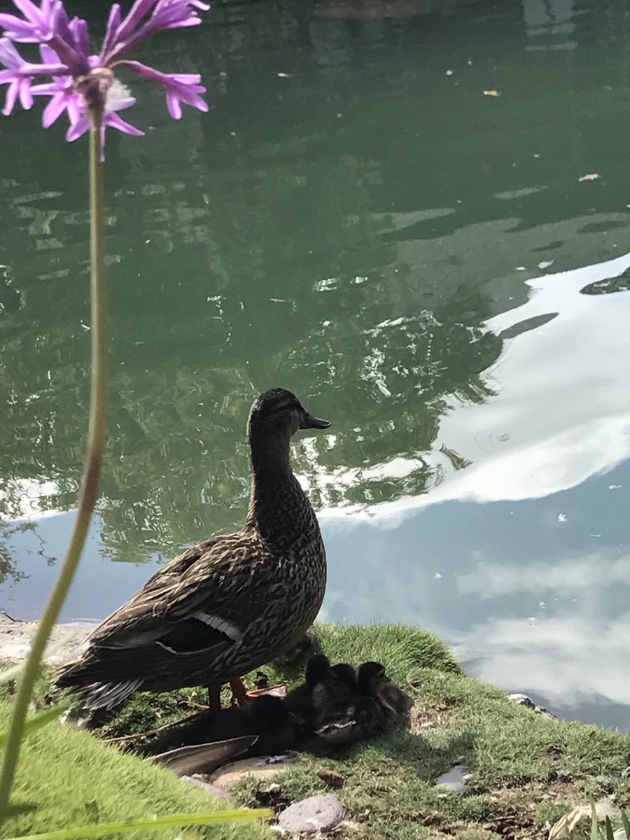 HarborHouseSD's tweet photo. Happy Saturday to the whole family!! 🦆🐥🌸🌴☀️
#chicksdigus #ourbackyard #ducktime https://t.co/neCPkpNKZh