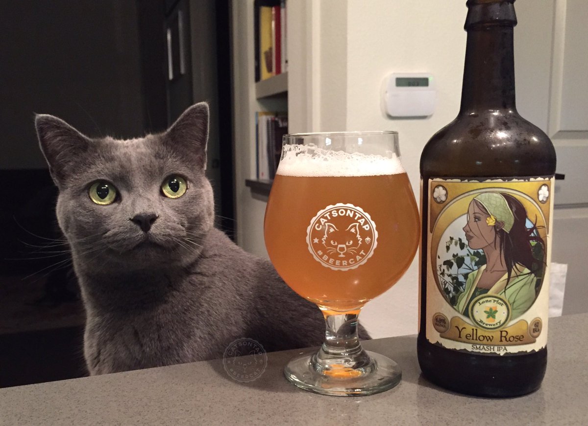 #beercat Rosie celebrating the last Caturday of July with a super fresh (7.17.17) @LonePint Yellow Rose. The purrfect SMaSH hit of an IPA.