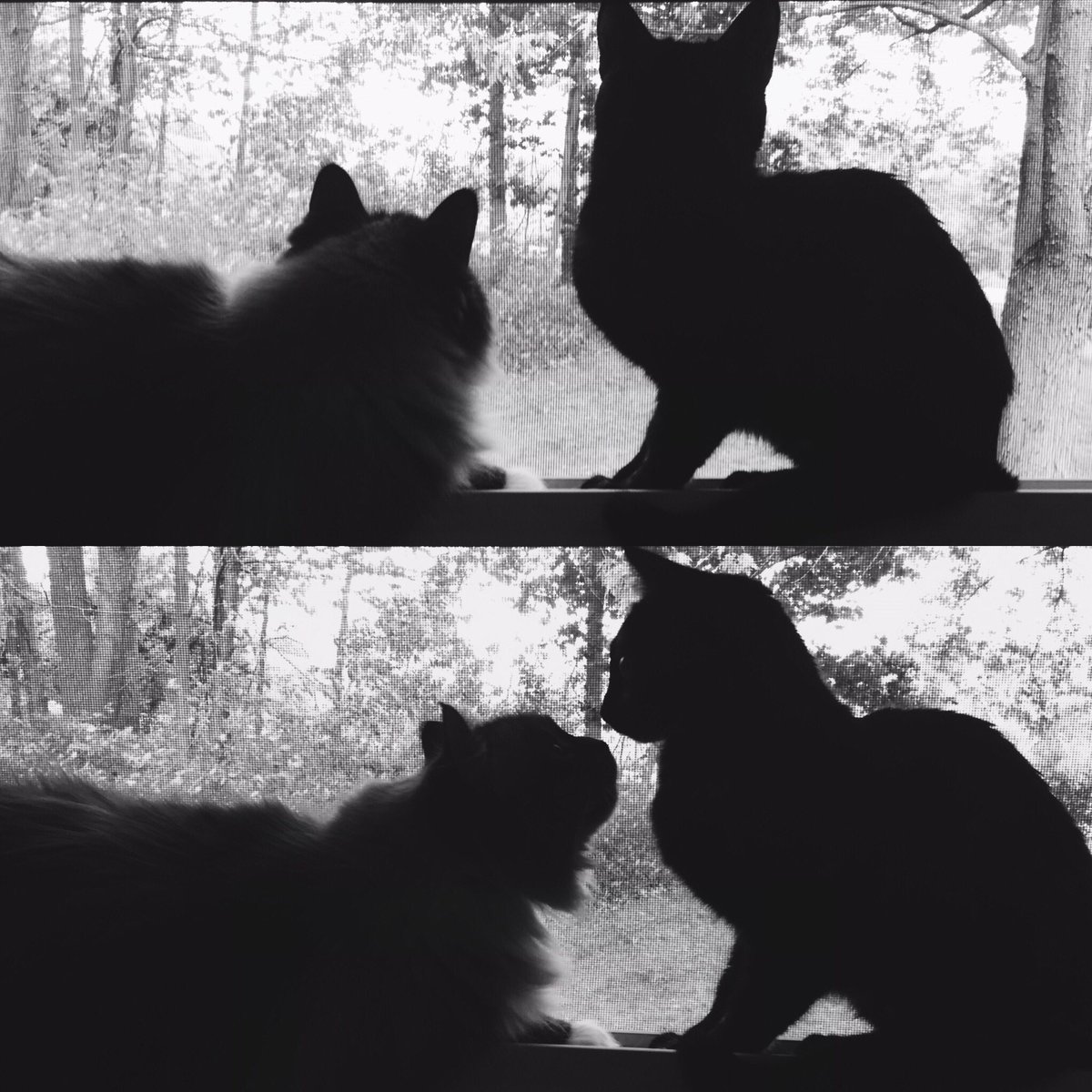 ameliathekitty's tweet photo. b f f 💕 https://t.co/Tuq0S6zkTH