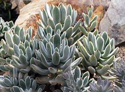 草木のこと Auf Twitter Echeveria Leucotricha エケベリア レウコトリカ 白兎 耳という和名を持つメキシコ原産のベンケイソウ科多肉植物 和名から想像する通り触り心地の良い白っぽく柔らかい毛が憎めない 花も多肉系にしては適度に愛想良し カランコエ 月兎耳と