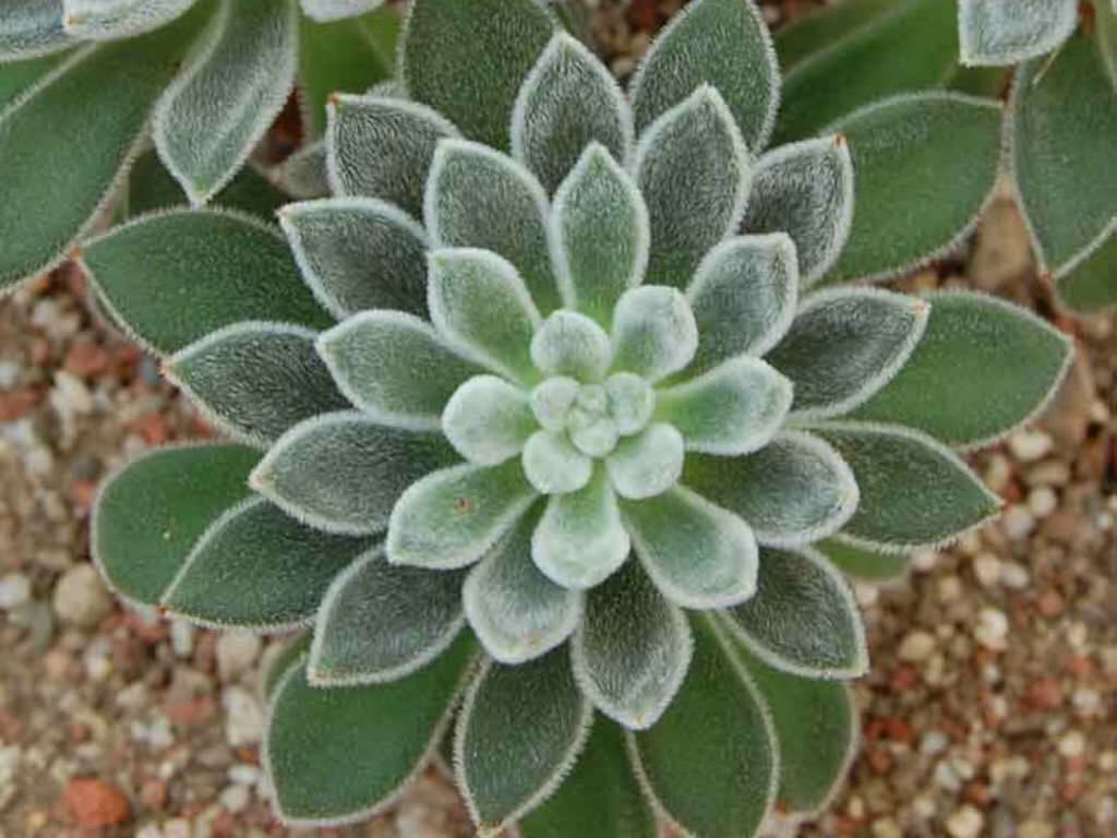 草木のこと Auf Twitter Echeveria Leucotricha エケベリア レウコトリカ 白兎 耳という和名を持つメキシコ原産のベンケイソウ科多肉植物 和名から想像する通り触り心地の良い白っぽく柔らかい毛が憎めない 花も多肉系にしては適度に愛想良し カランコエ 月兎耳と