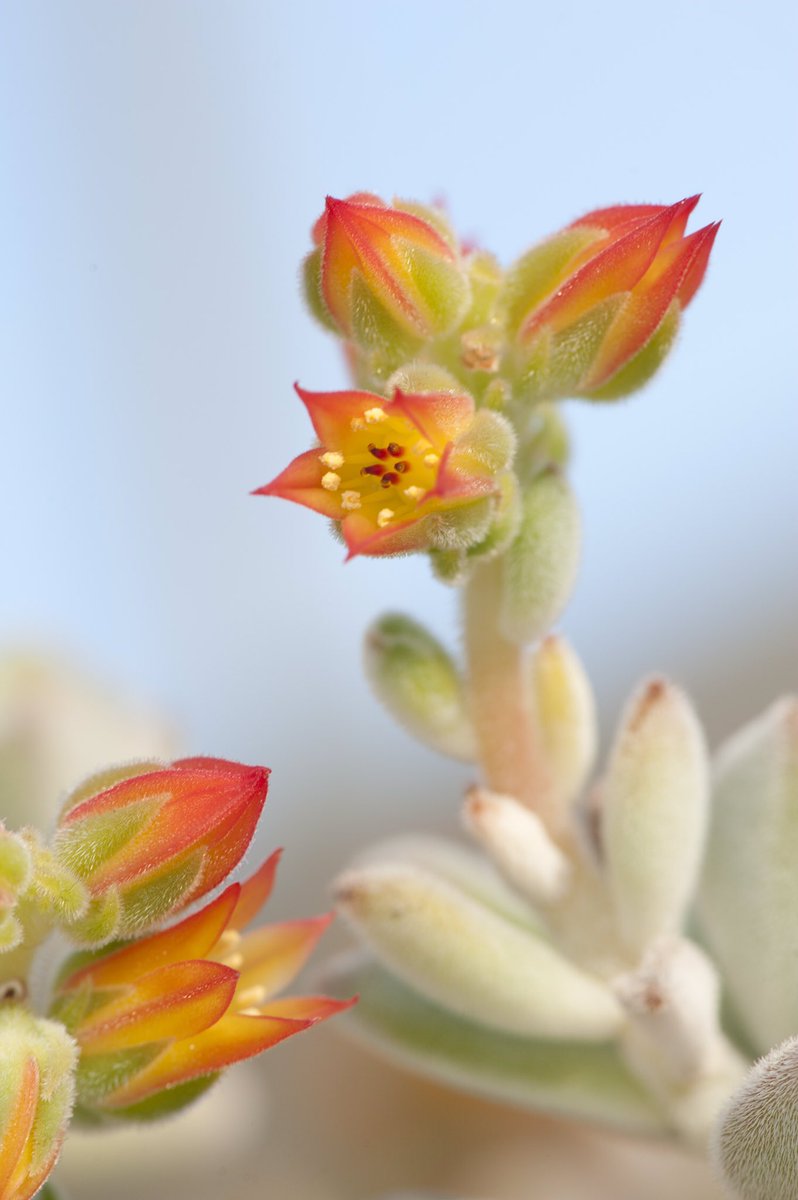 草木のこと Auf Twitter Echeveria Leucotricha エケベリア レウコトリカ 白兎 耳という和名を持つメキシコ原産のベンケイソウ科多肉植物 和名から想像する通り触り心地の良い白っぽく柔らかい毛が憎めない 花も多肉系にしては適度に愛想良し カランコエ 月兎耳と