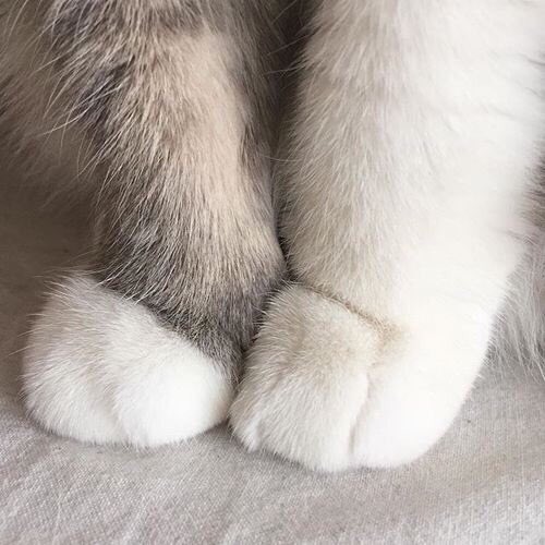 pinkar9's tweet image. สิ่งเล็กๆที่เรียกว่ามังคุด 🐱