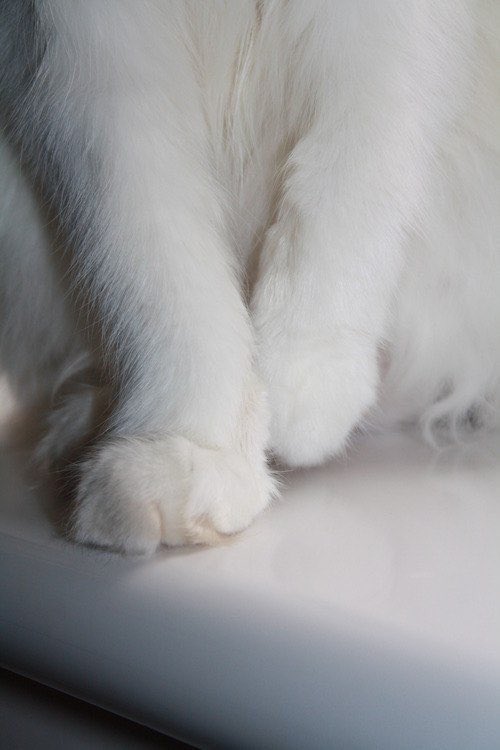 pinkar9's tweet image. สิ่งเล็กๆที่เรียกว่ามังคุด 🐱