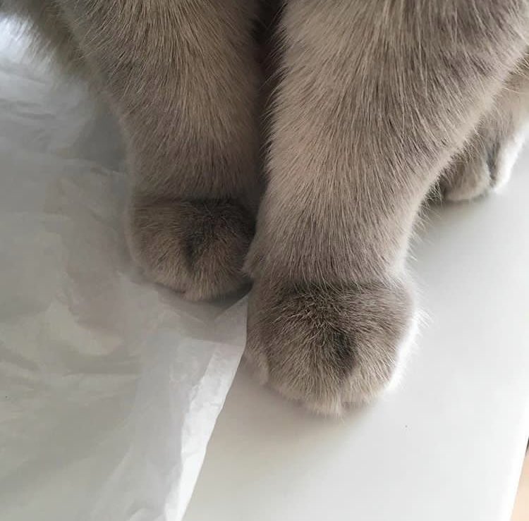 pinkar9's tweet image. สิ่งเล็กๆที่เรียกว่ามังคุด 🐱