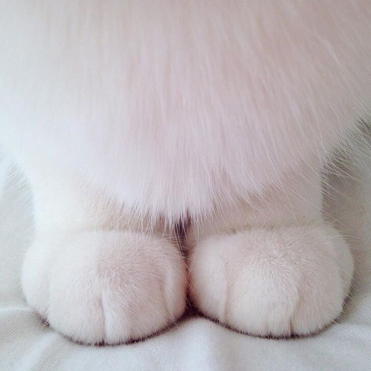 pinkar9's tweet image. สิ่งเล็กๆที่เรียกว่ามังคุด 🐱