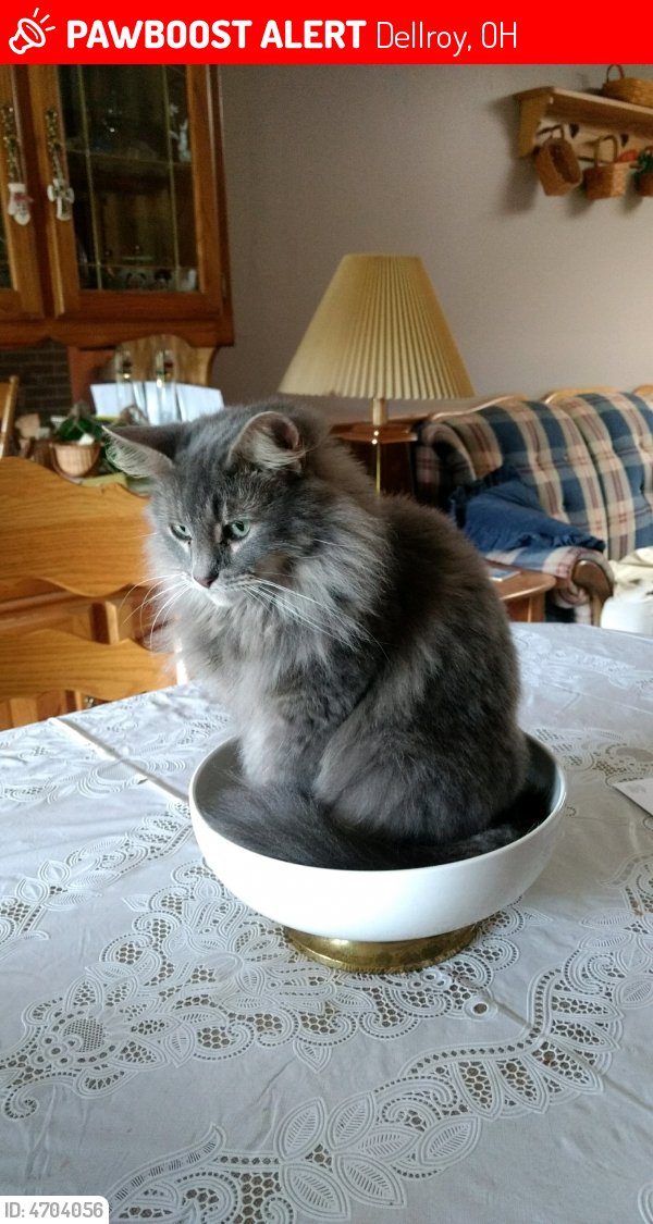 PawBoost's tweet photo. Please RT! Have you seen Grey Cat? #missing #lost #pet in #Dellroy #OH 44620 https://t.co/qDgJdz3pE4 https://t.co/Oc6sERUJaE