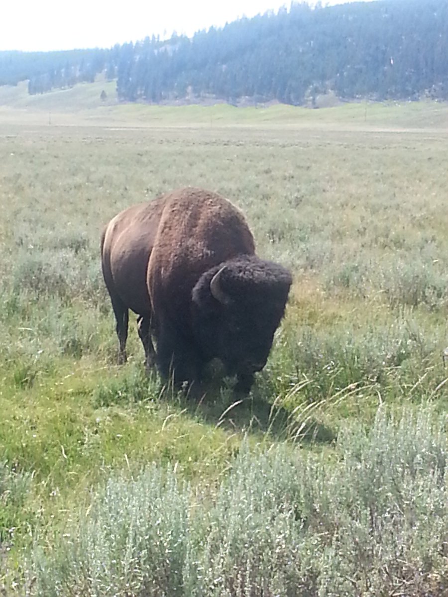 PalladinoP11's tweet image. Got caught in #yellowstonetrafficjam as a bull bison crossed the road. And yes I was out of the car #badtourist #2alaska #meandmom