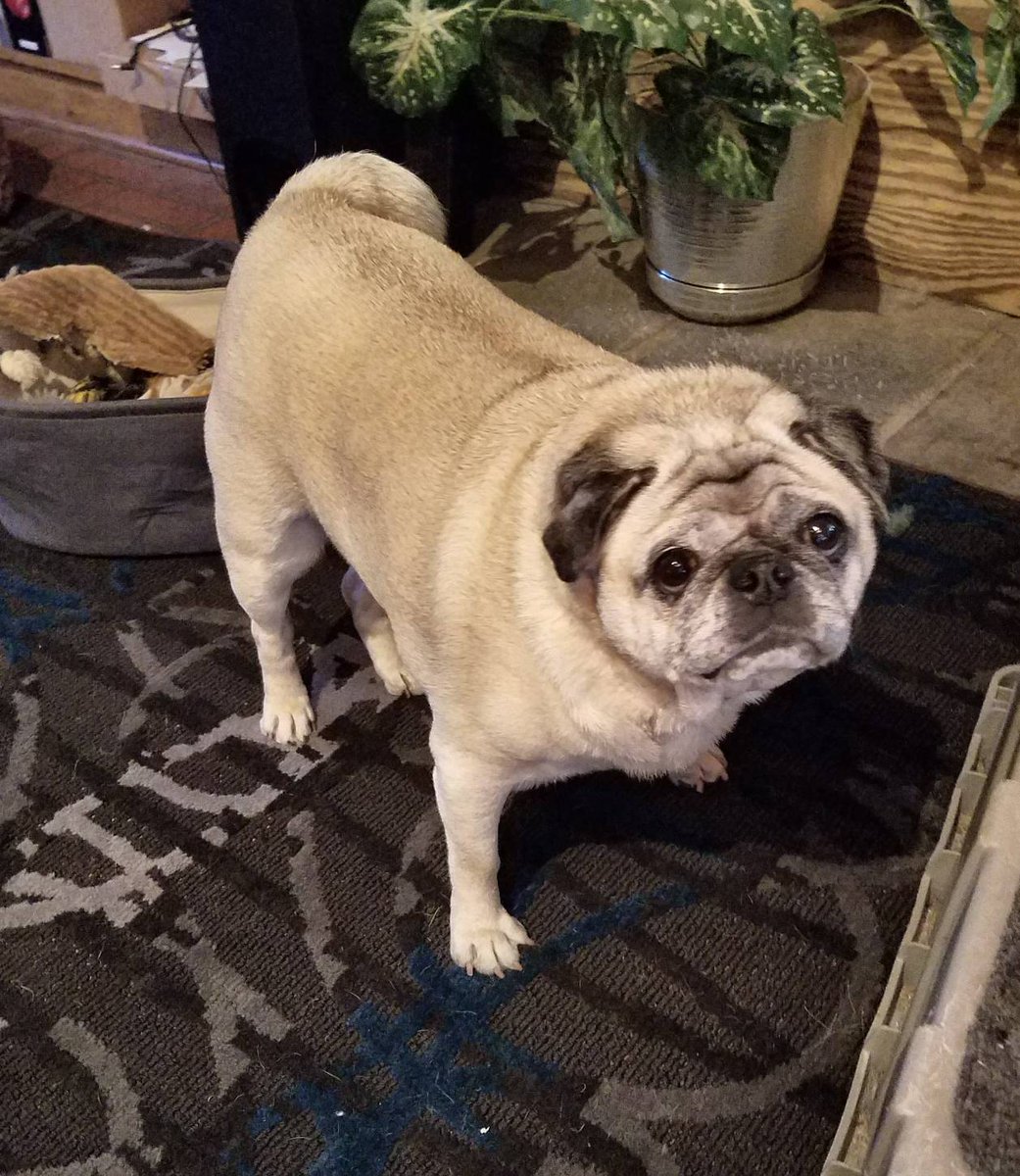 TasticFur's tweet photo. It's Saturday night! https://t.co/FZC8wHw8rq #dogs #pugs #pugnetwork #pugsofinstagram #dogsofinstagram #puglife #houseofmutts #cute #love https://t.co/Qrl7YzkLLo