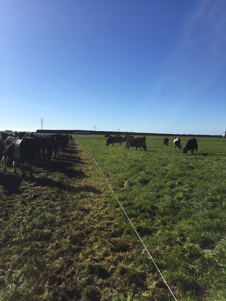 kiwiwoody's tweet image. What's wrong with this picture? #calving17 #agchatnz