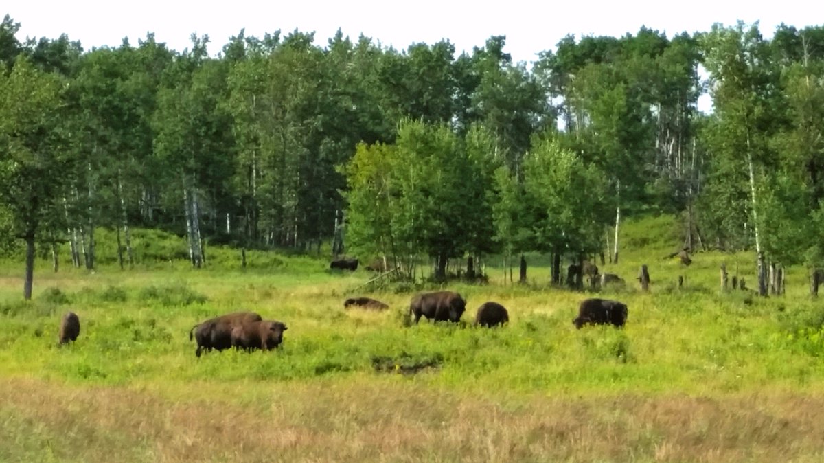 Good ride out to Elk Island today in my new discipline: road biking! Lucked out - saw some bison grazing at a safe distance.  #yegbike