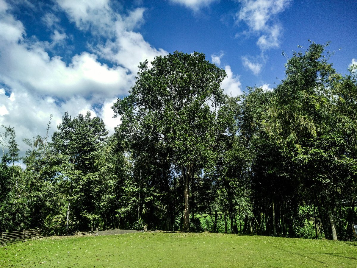 iam_youdi's tweet photo. Blue sky, white clouds, trees, and the green grass 😉😎 https://t.co/kFeDyYm2Ah