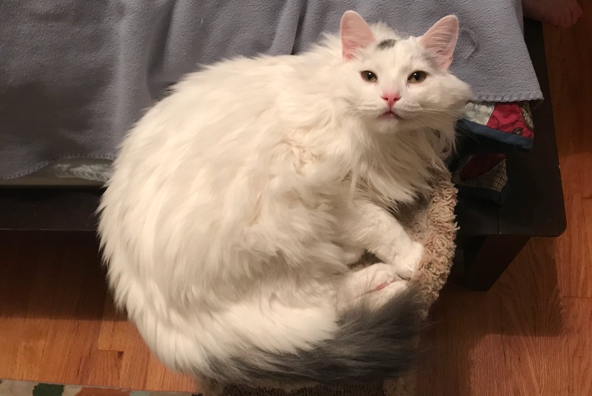 BitchestheCat's tweet photo. This is your cat on catnip. This is your cat with an egg on top of him. https://t.co/gglBX7ka7s
