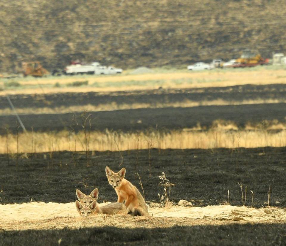 blmnv's tweet photo. #OneLessSpark one less threat to wildlife. Wild animals can smell fire miles away. These fox watched firefighters after the #LimerickFire. https://t.co/ERx4gJb72I