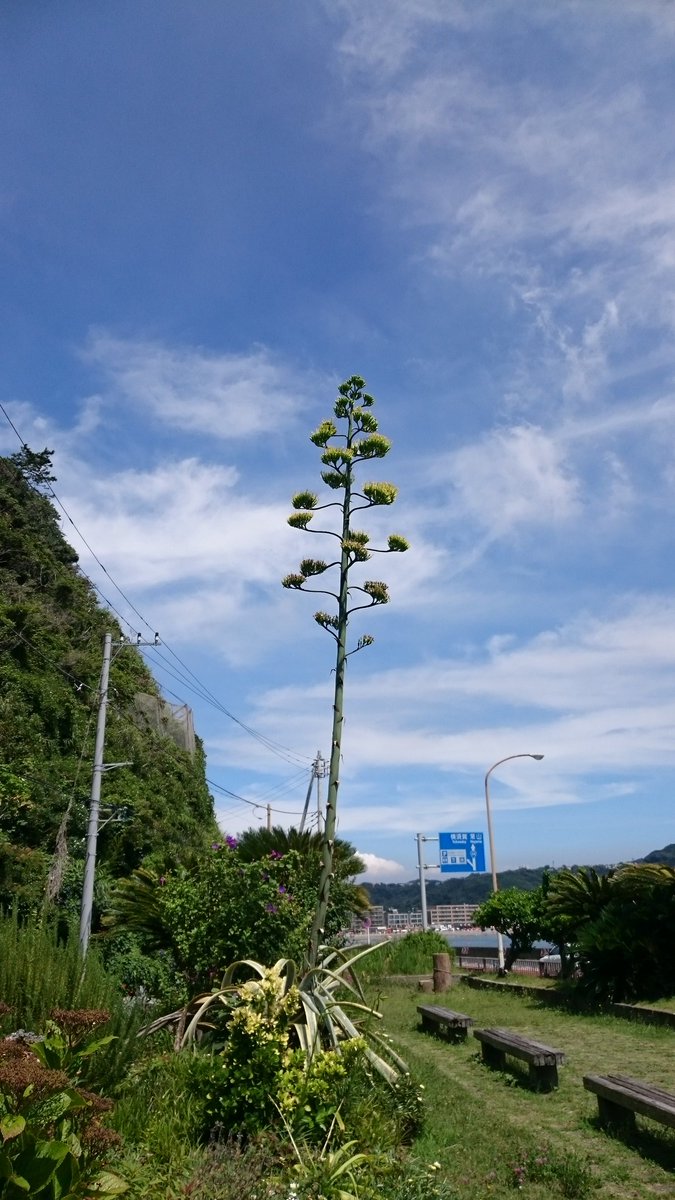 Hashtag 50年に一度咲く花 Sur Twitter