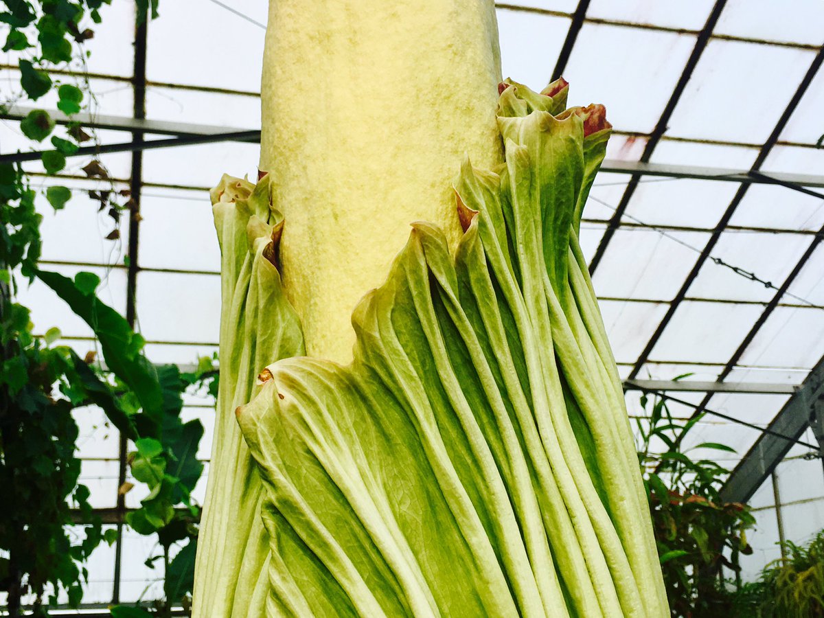 TitanArumRBGE's tweet photo. Spadix misshapen? Check. Spathe colouring up? Check. Cataphyll dehydrating? Check. The signs are there, my bloom draws ever closer! https://t.co/eOgSIupndF