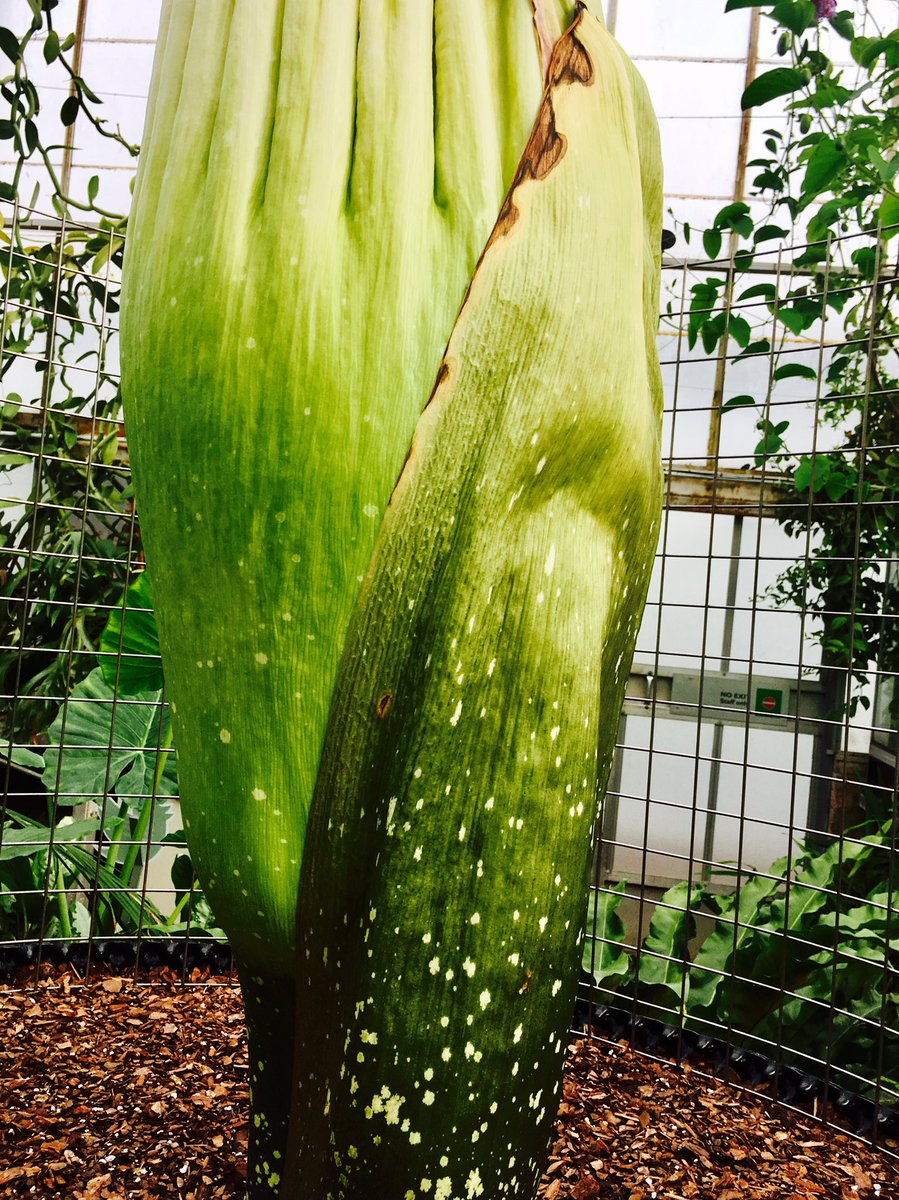 TitanArumRBGE's tweet photo. Spadix misshapen? Check. Spathe colouring up? Check. Cataphyll dehydrating? Check. The signs are there, my bloom draws ever closer! https://t.co/eOgSIupndF