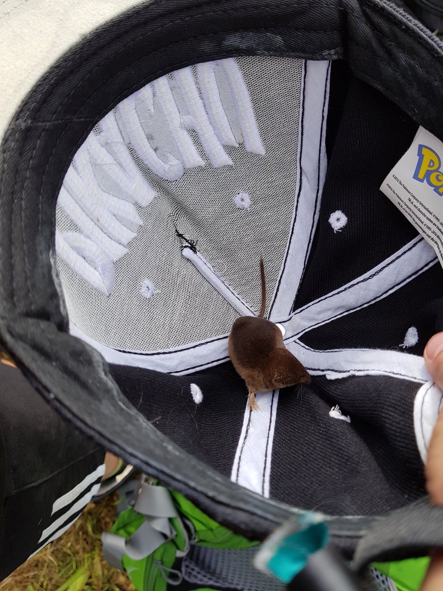 KlausdalGruppe's tweet photo. Når vi keder os må vi jo fange musene #sl2017 #Madserforhurtigmedsincap #nuttet #cool #Klausdalgruppe https://t.co/3s0uQGcXD2