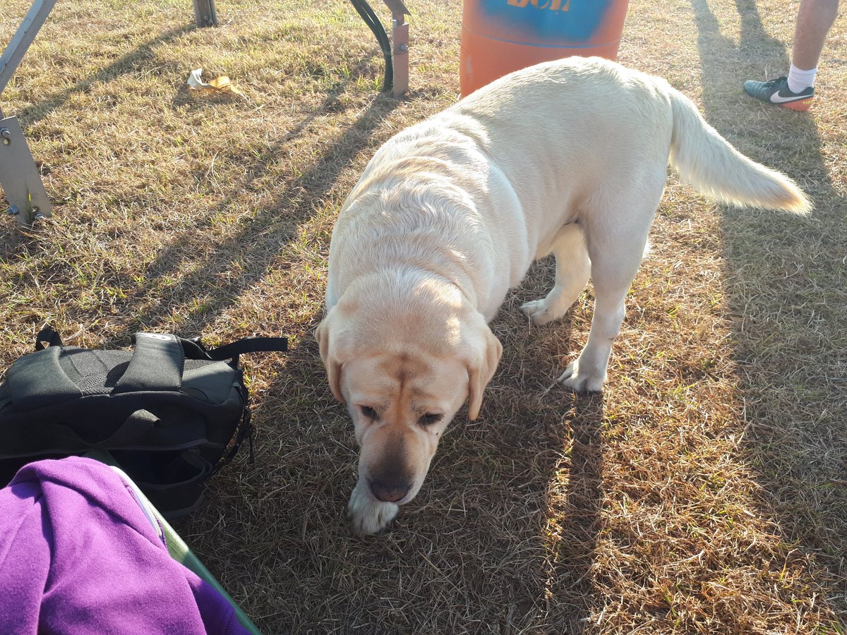 PurpleArmySA's tweet photo. Up early for fitness #beachbodyready #sloppyrigs one big boy certainly didnt keep up #wholetthedogout https://t.co/T7fKx4UIUf