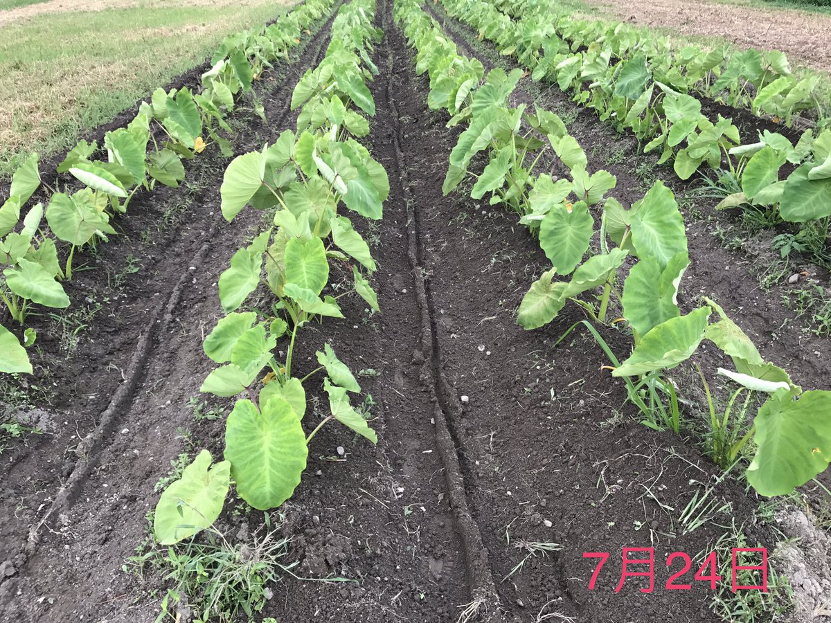 𓇟黒大根くん2 0 ビジネスとプログラミングの勉強 Auf Twitter 先週 肥料 土寄せ した里芋です 肥料を与えてから1週間しか経ってませんが葉の枚数も増え 色も濃くなってきましたヽ W ゝ 熱帯原産の野菜なので高温多湿な天気で機嫌がいいです サトイモ 𓇟黒大根くん2 0 ビジネスとプログラミングの勉強 Auf Twitter 先週 肥料 土寄せ した里芋です 肥料を与えてから1週間しか経ってませんが葉の枚数も増え 色も濃くなってきましたヽ W ゝ 熱帯原産の野菜なので高温多湿な天気で機嫌がいいです サトイモ