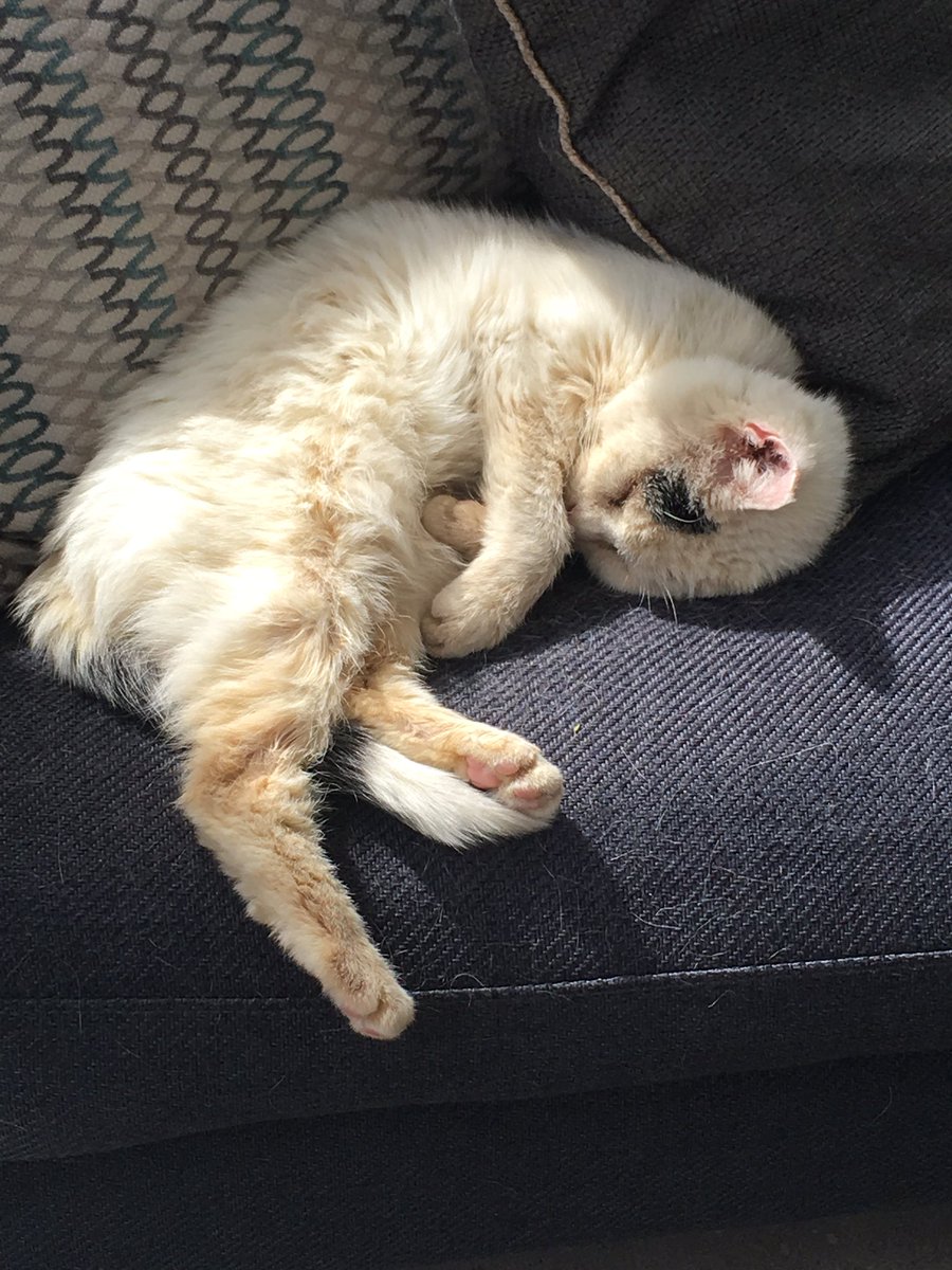 canine_to_five's tweet photo. Easy like Sunday morning #catnap #bunnimay #catvisit #petcare https://t.co/88XmfA7ay3