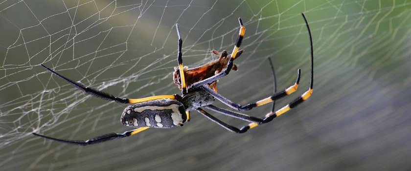 ItsPestControl's tweet image. Spider Removal and Control - owl.li/9ndh30dYoZz