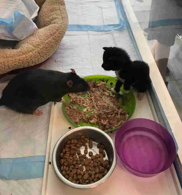 dodo's tweet photo. These rats have a very important job: babysitting newborn kittens 🐀 🐱 https://t.co/pI17nYMh6l https://t.co/7jvtwDJSJ4
