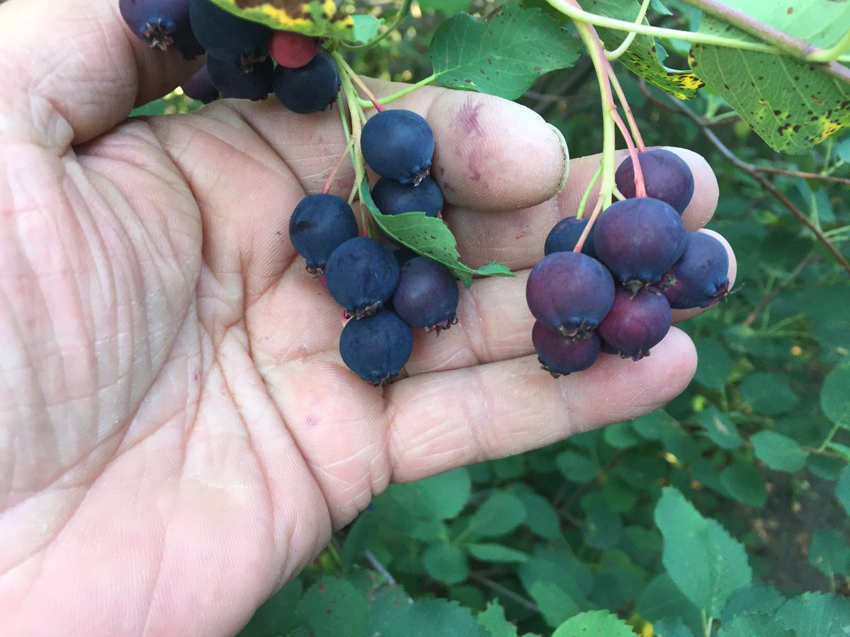 Pearsonsfarm's tweet photo. We have "great staff" again
In the outdoor cafe
&amp; bakery

Best U-pick #SaskatoonBerries

#crop2017 in 10 years

#Organic Pls RT https://t.co/zmKTIo7e7s