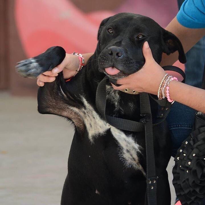 koncientizando's tweet photo. ¡Mañana es el #AdoptaFest! será en la explanada de la @DelegacionBJ a partir de las 10hrs, llevaremos a Mora en #adopción. @Pedigree_Mex https://t.co/A3e6TlV2dw