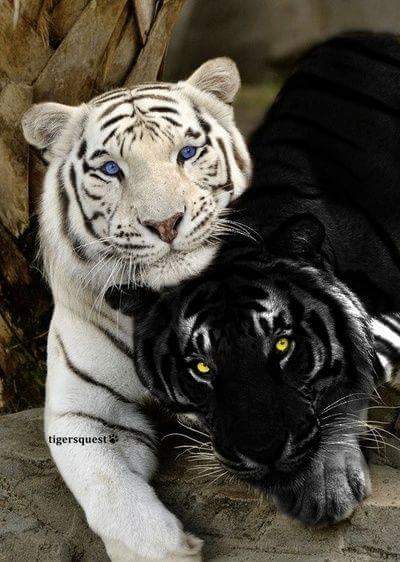 tisha_covington's tweet photo. https://t.co/qntfSqgxQ2