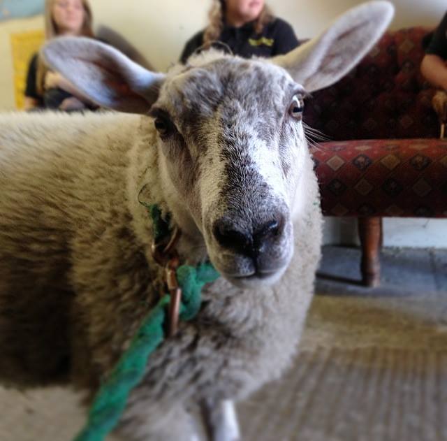 Summer Timetable <a href="/farmerparrs/">farmer parrs</a> Daily activities - local #animal farm. 
#Fleetwood #thingstodo
Details ow.ly/a6Ly30e14Wm