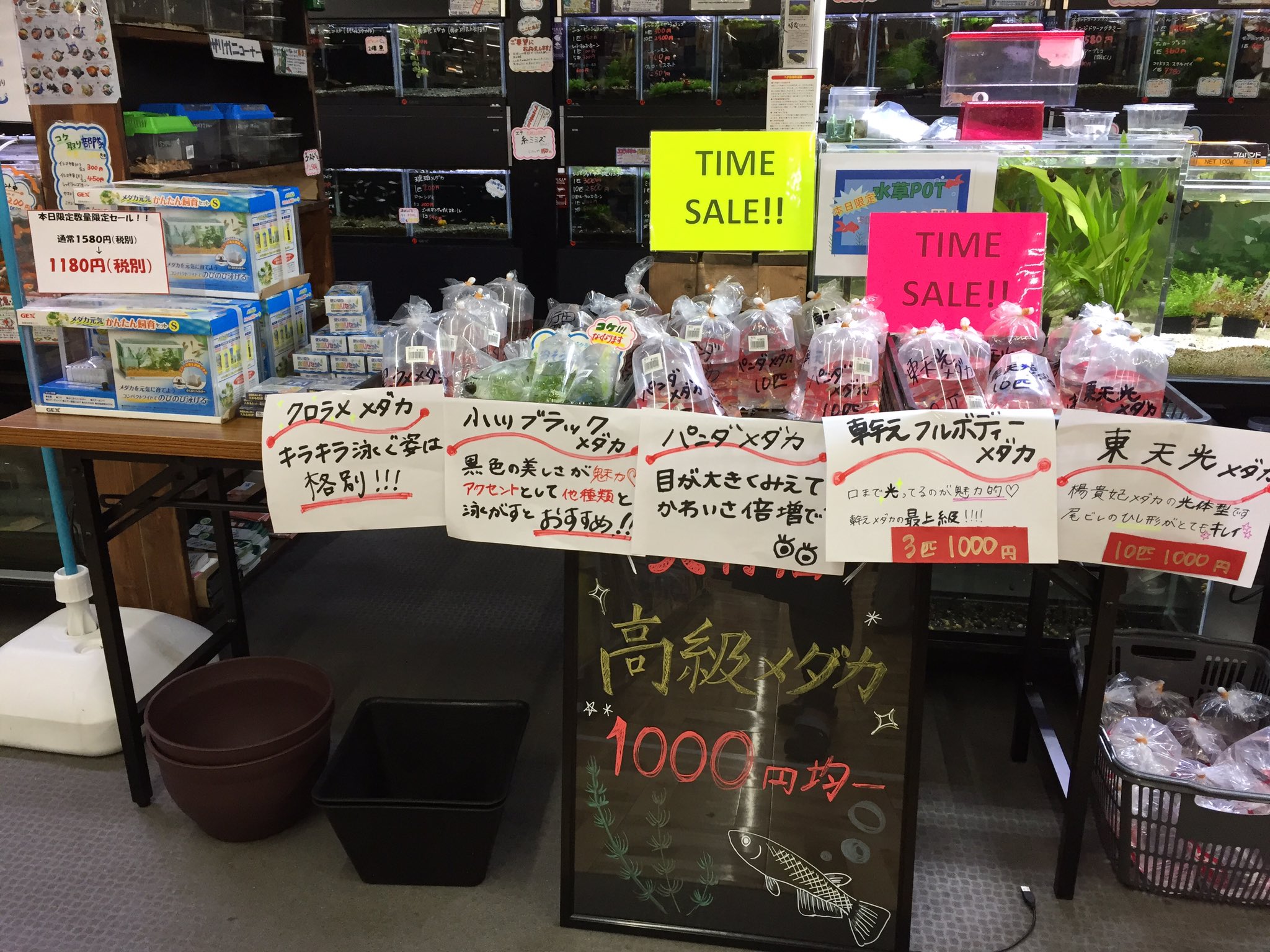 ビバペッツ西川越店 on Twitter "今日のビバペッツ西川越店のイベントはこちらー！ 埼玉県川越市小室55