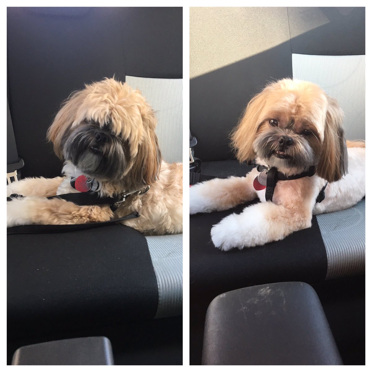 Shih Poo Haircuts Before And After Pictures Express Delivery