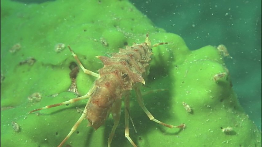 ロシアのバイカル湖。世界一透明な湖の中には、奇妙な生物が