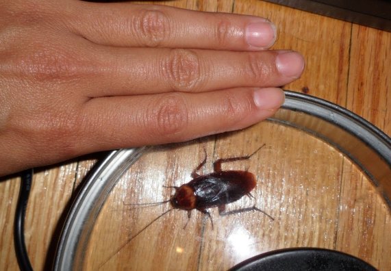 berettamae's tweet photo. @PCArsenault That's nearly impossible here in Texas when dealing with the American Cockroach. #makemepuke #mosthatedbug #juicy #crunchy #NoOneWarnsYou https://t.co/J7iaZ50SC7