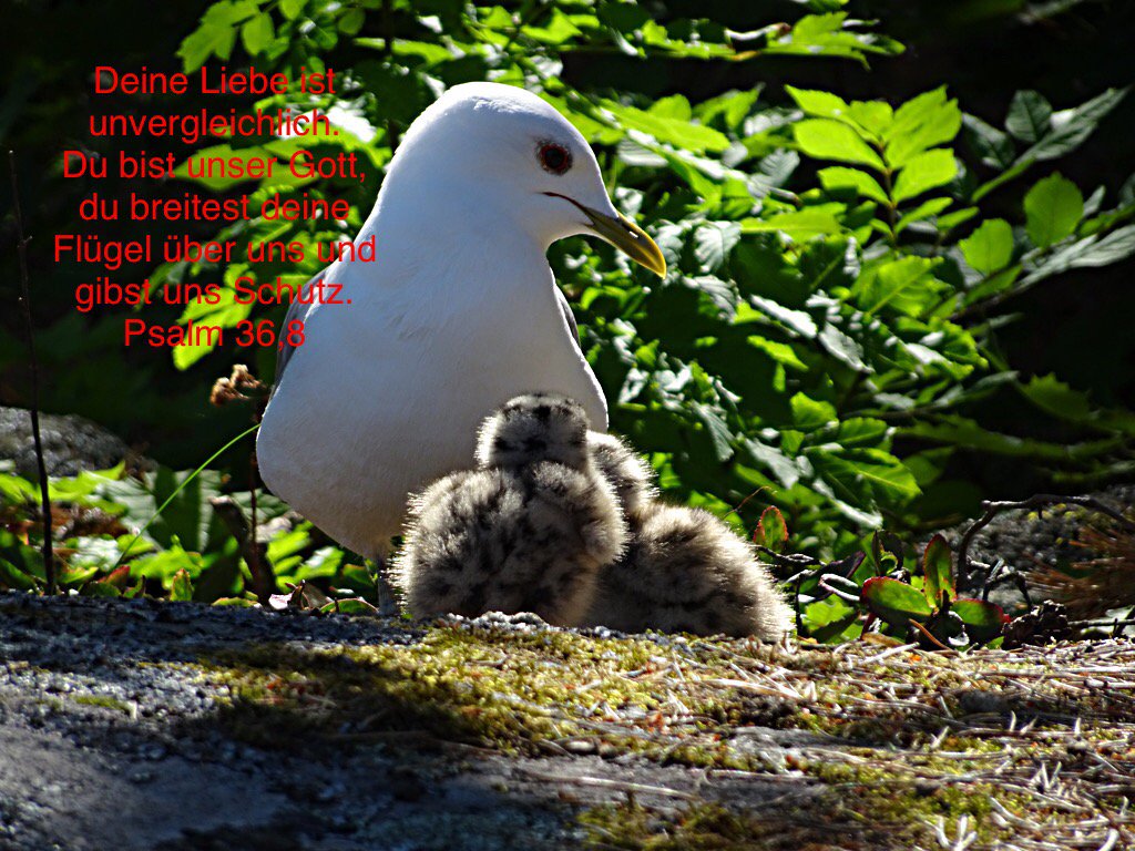 21olafwoggon's tweet photo. #Gott #segne und #schütze dich an diesem #Sonntag https://t.co/sHXf1kTHQu