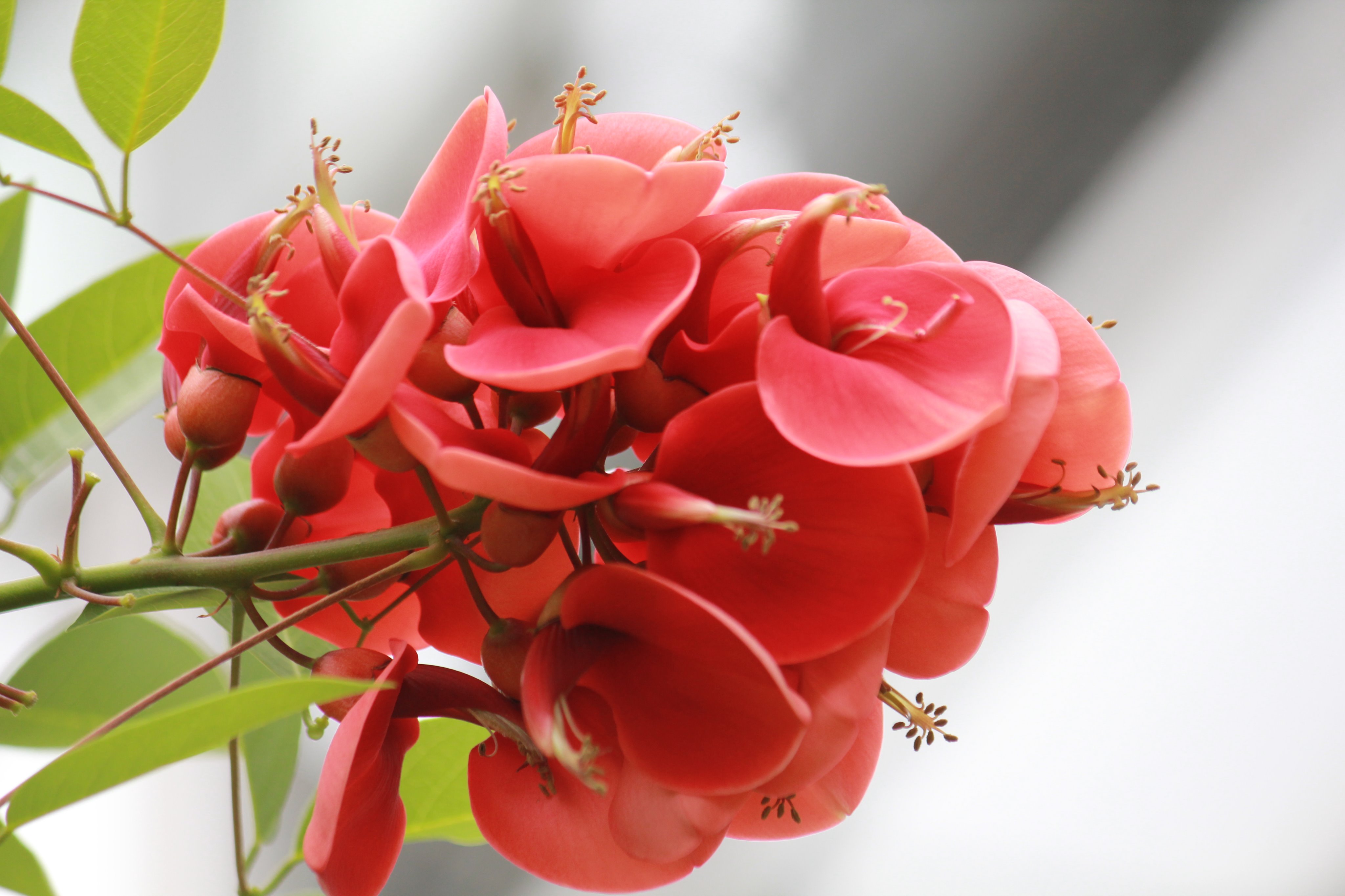 咲くやこの花館 こちらはアメリカデイコです アメリカデイゴとも呼ばれています 真夏に南国を思わせる真っ赤な花 をつけます アルゼンチンの国花にもなっているお花ですよ 熱帯花木からハイビスカスワールドへ行く途中でご覧いただけますので 探して