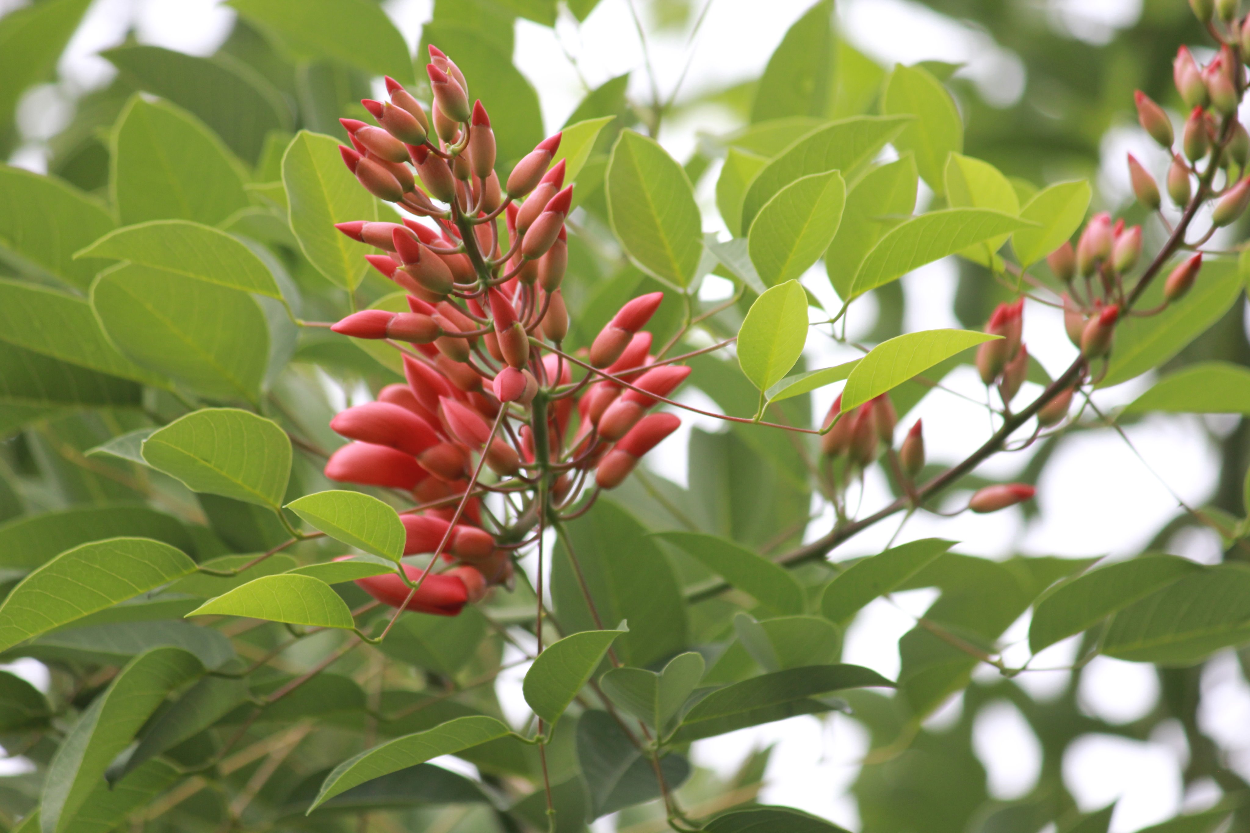 咲くやこの花館 こちらはアメリカデイコです アメリカデイゴとも呼ばれています 真夏に南国を思わせる真っ赤な花 をつけます アルゼンチンの国花にもなっているお花ですよ 熱帯花木からハイビスカスワールドへ行く途中でご覧いただけますので 探して