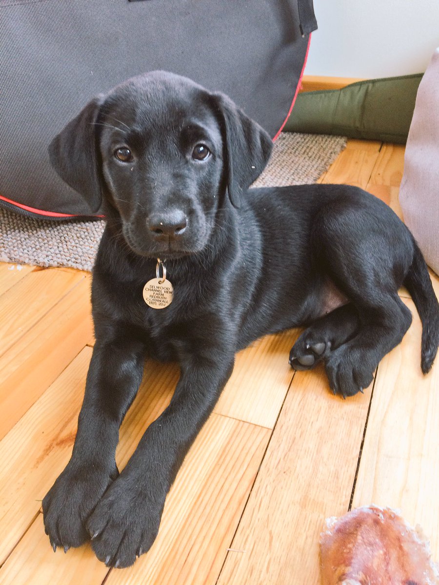 ChannelVFarm's tweet image. The pup is settling in well too! :) #farmdog #Puppy #Cornwall