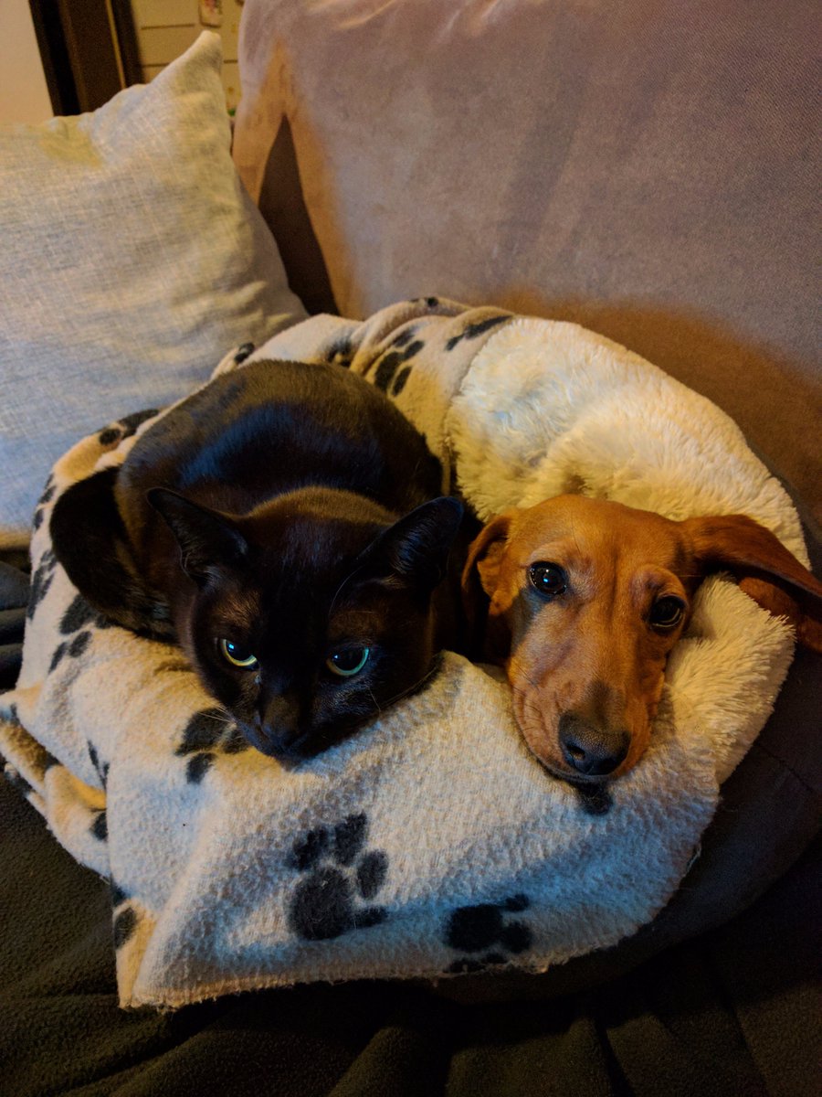 Chilli345's tweet photo. @DelilahTheDoxie @RipleyHoundlet @Daschund8969 Me shawing my basket wif da cat..... #ChilliSoCute #chillihoundnews https://t.co/xKYHf00HJN