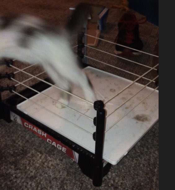 SCORPnOX72's tweet photo. And over the top rope with a devastating suicide dive goes sunflower 🌻 they call it high risk for a reason....#luchakliq #luchakitty https://t.co/xRYJQPwPeZ
