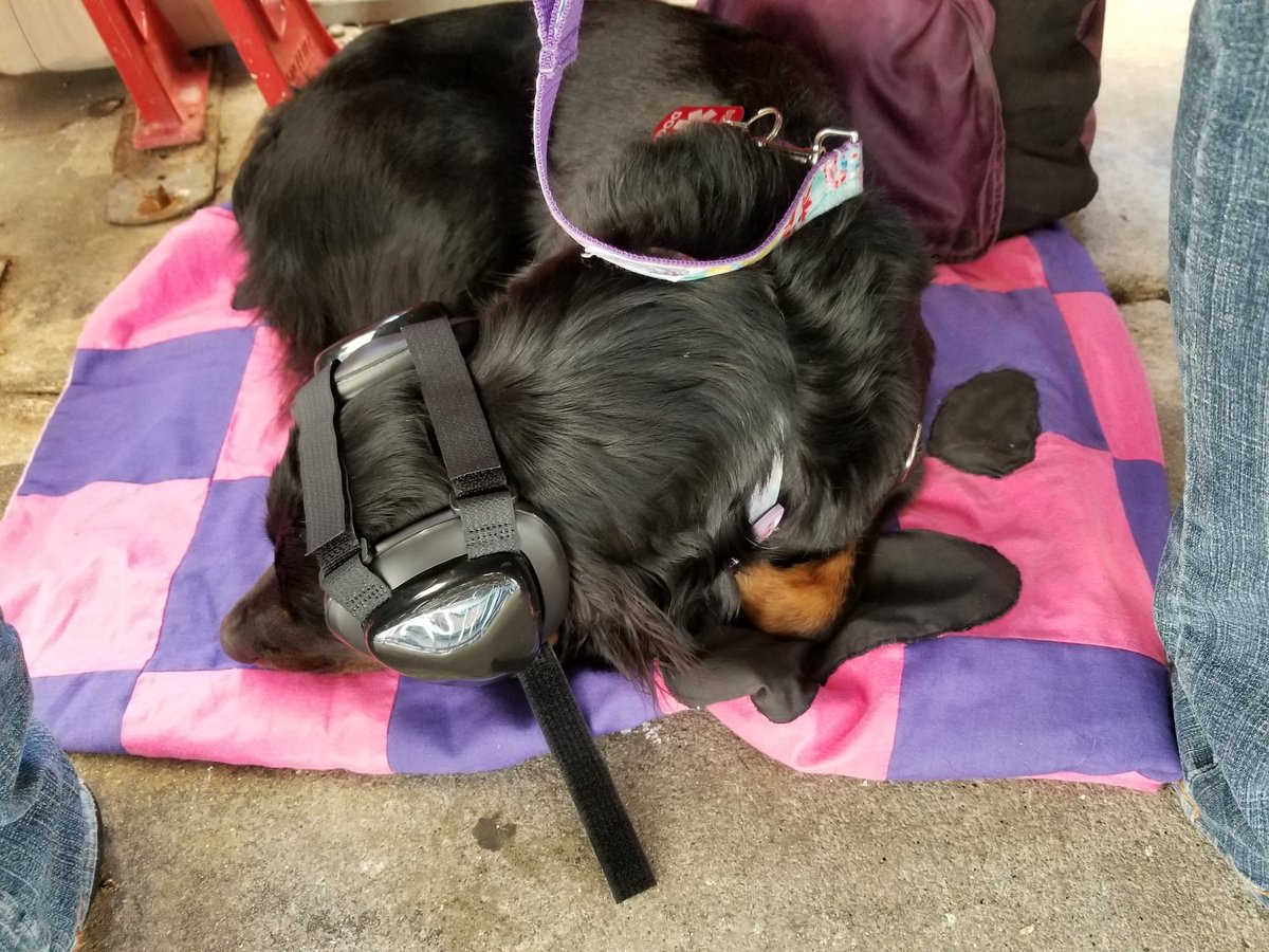NyxShepherd's tweet photo. I enjoyed @MatchboxTwenty at @ShorelineAmp the most so far! #aBriefHistoryTour (thanks @MuttMuffs for the ear protection!) https://t.co/jPwIrxBeWr