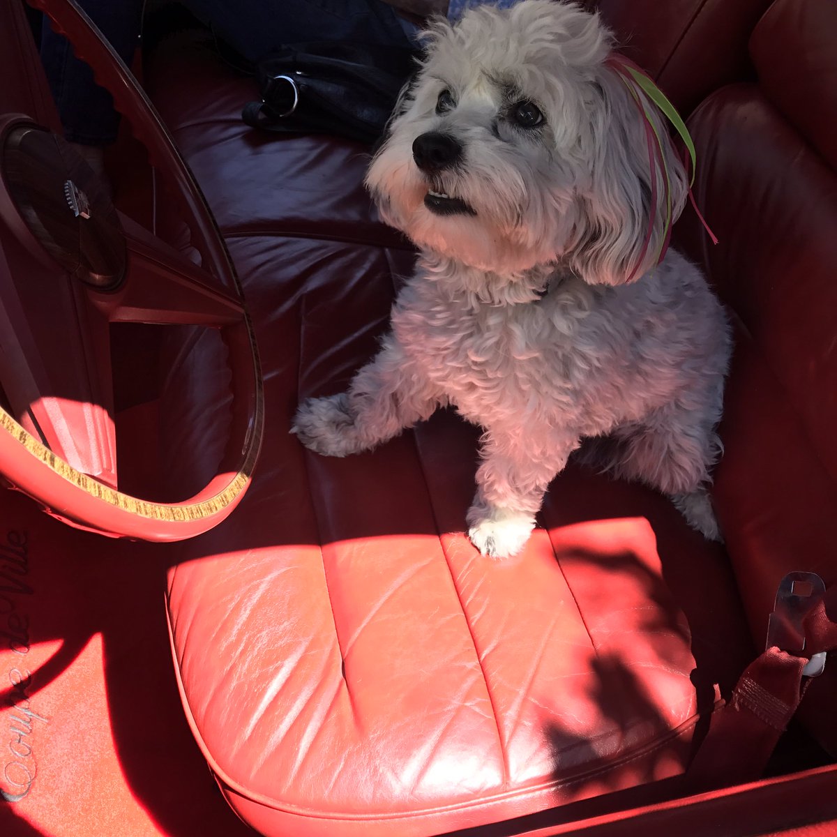 Sugar fits right into the 1976 Caddy Coupe deVille ! #Puppies #Cadillac #abc7eyewitness #dogs #coupedeville