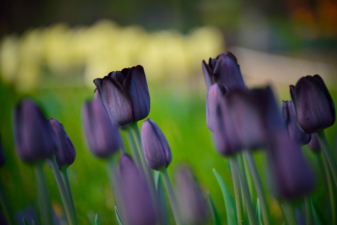 世界の花一覧 厳選 ブラックチャーム 黒いチューリップ 深みを帯びた赤色が入っており 落ち着いた雰囲気を見せる花です 花言葉は 理想の恋人 花