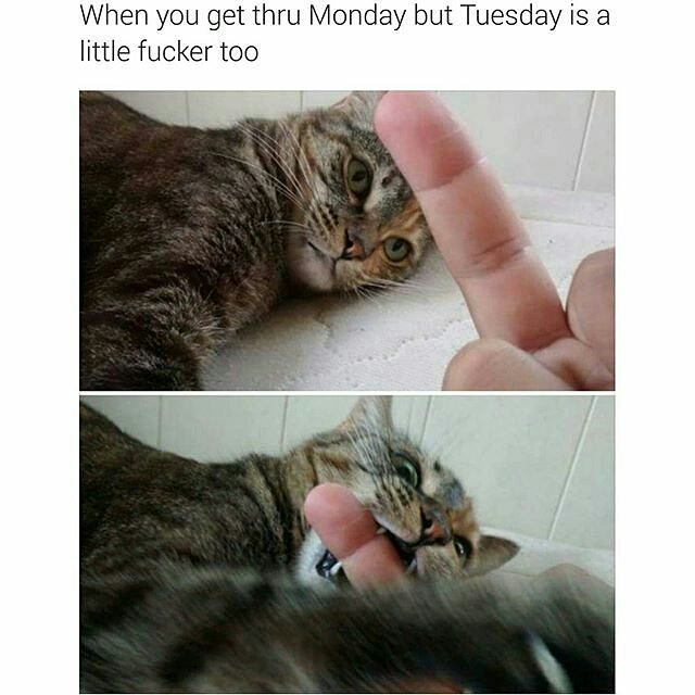 #smrodcats #crazycatlady #catsofinstagram #catstagram #catslover #catgram #catsofinsta #catoftheday #catselfie #catagram #catlady #catlove