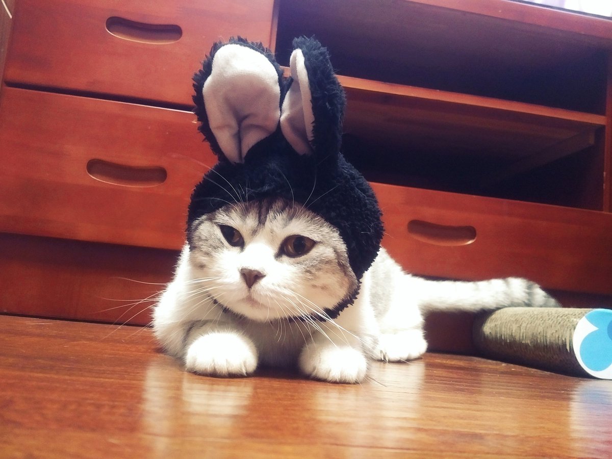 stanlucn's tweet image. 你怎么那么可爱…